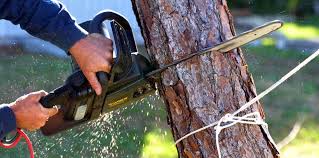 Best Tree Cabling and Bracing  in Purvis, MS