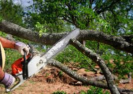How Our Tree Care Process Works  in  Purvis, MS