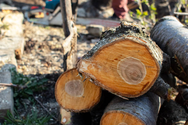 Best Commercial Tree Services  in Purvis, MS