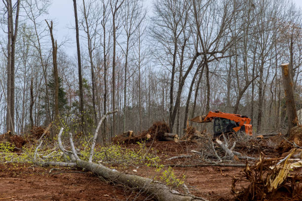 Best Tree Removal  in Purvis, MS