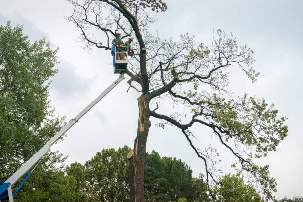 Professional Tree Care in Purvis, MS