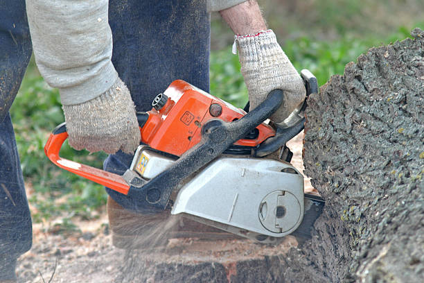Best Tree Maintenance Programs  in Purvis, MS