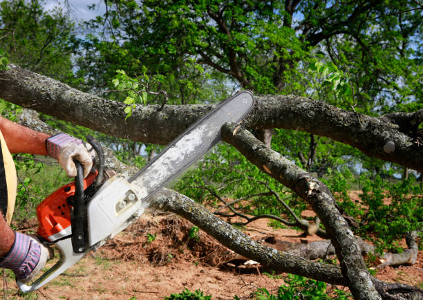 Best Tree Mulching  in Purvis, MS