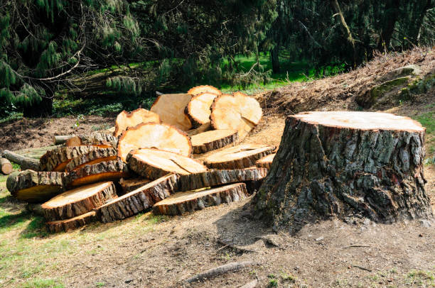 Best Firewood Processing and Delivery  in Purvis, MS